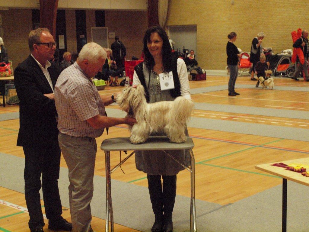 Shih Tzu Danmark